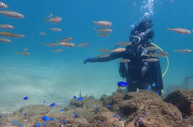 海の生き物との触れ合いも楽しめるダイビング体験