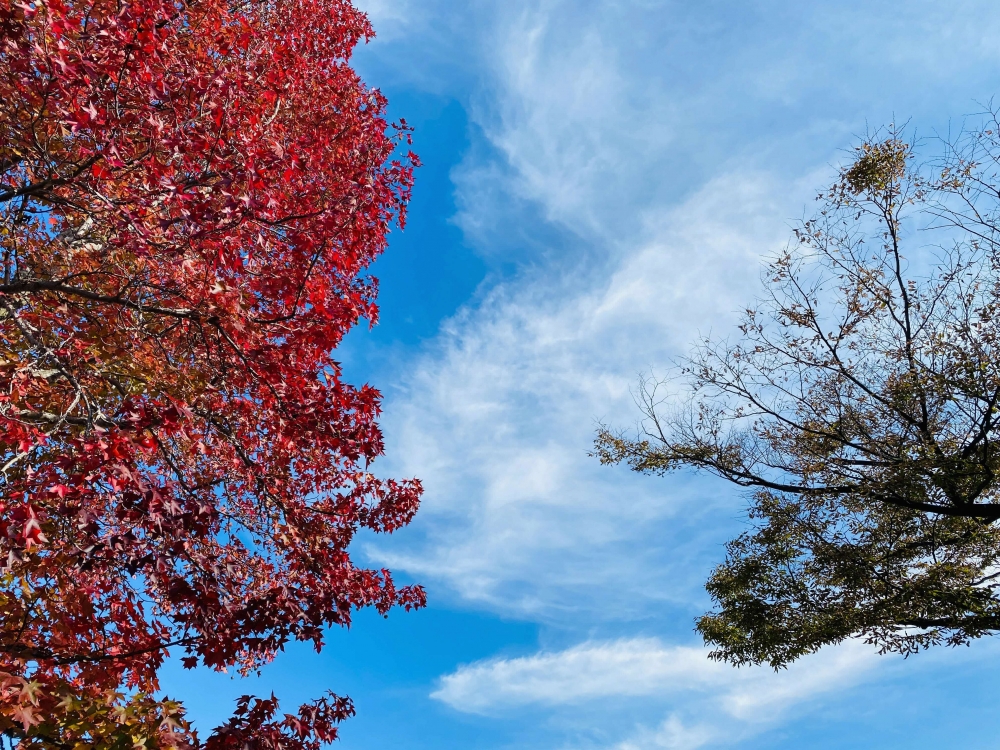 紅葉（黄葉）を楽しむ♪