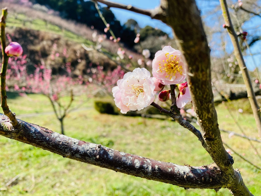 地域の自然探訪（梅の花）