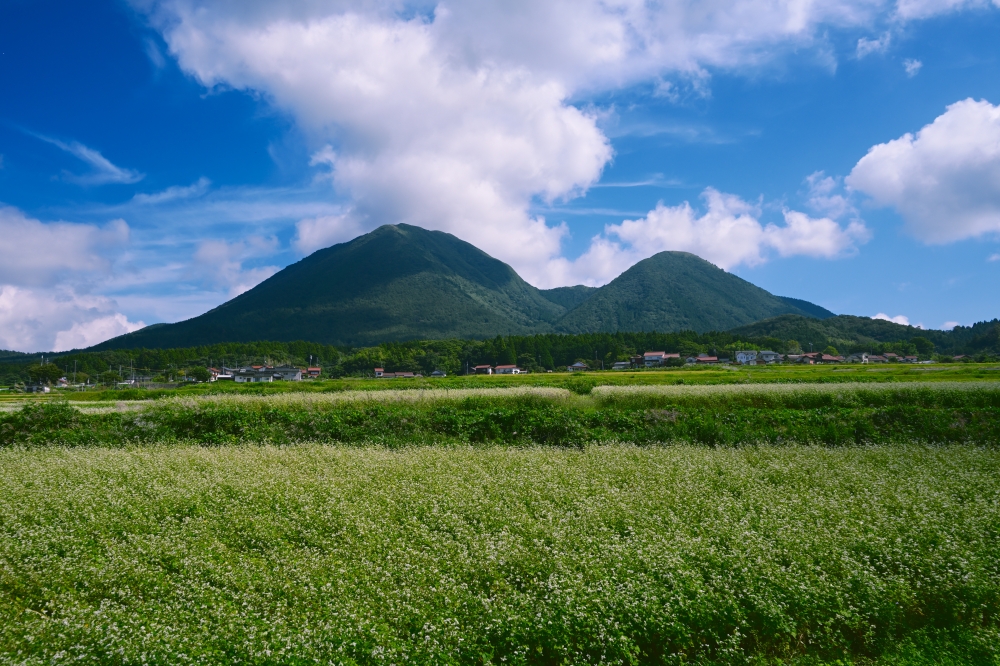 三瓶山を彩るそばの花