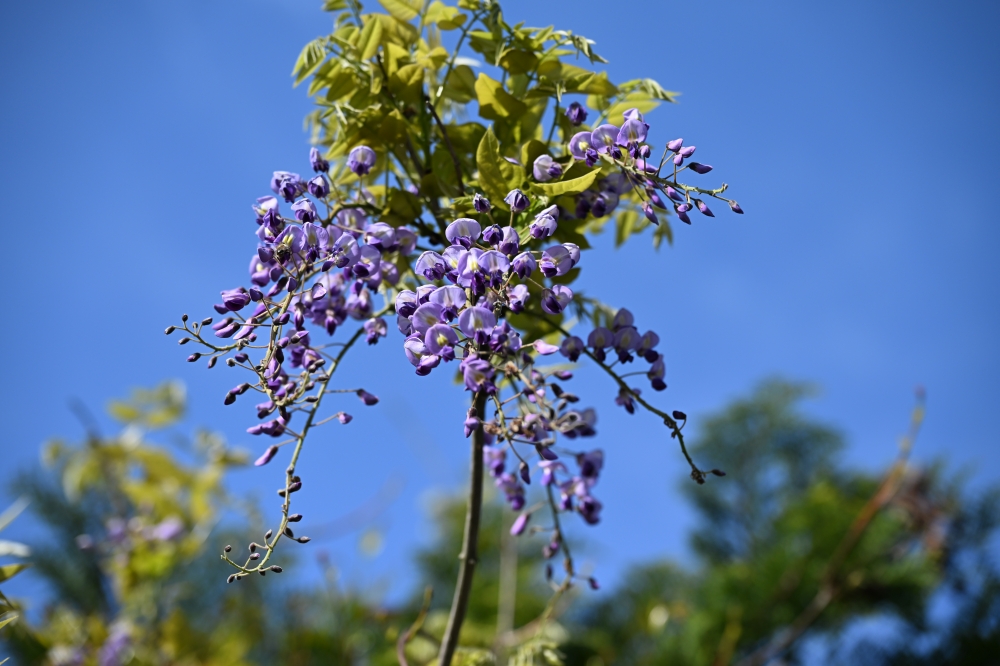 藤の花